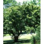 acer_ginnala_amur-maple-2.jpg