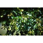 acer_ginnala_leaves.jpg