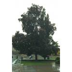 1-Black-maple-tree.jpg