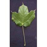 Black-Maple-leaf.jpg