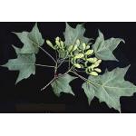 Black-Maple-leaves-seeds.jpg
