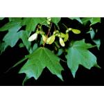 Acer_leucoderme.jpg