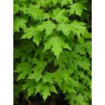 calk-maple.jpg