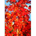 1-Acer-grandidentatum-fall-color.jpg