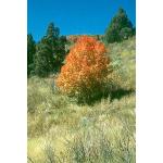 1-Canyon-maple-tree.jpg