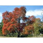 2-Acer-grandidentatum-tree-fall.jpg