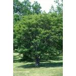 acer_cappadocicum-2.jpg
