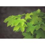 acer_capradocicum_aureum.jpg