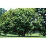 acer_diabolicum-2.jpg