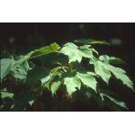 acer_diabolicum_leaves.jpg