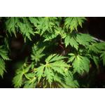 acer_jap_aconitifolium_leaves.jpg