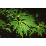 acer_jap_aconitifolium_leaves2.jpg