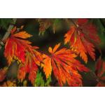 acer_japonicum_aconiti.jpg