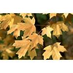 Acer_autum2.jpg