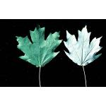 Acer_leaves2.jpg