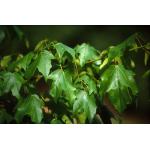 acer_barbatum-floridamaple.jpg
