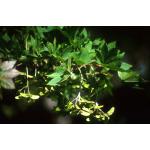 acer_japonicum.jpg