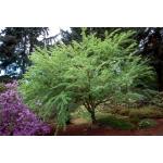 acer_crataegifolium-veitch-1.jpg
