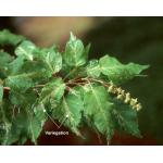 acer_crataegifolium-veitch-2.jpg