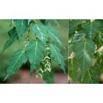 acer_crataegifolium-veitch-3.jpg