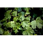 acer_campest_pulverulentum.jpg