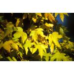 acer_campestre2.jpg