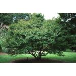 acer-cissifoliu.jpg
