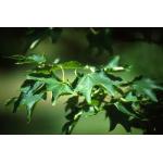 acer_cappadocicum.jpg