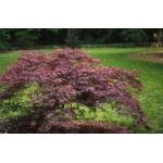 acer_palm_crimsonqueen.jpg