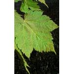 mountain-maple-2.jpg