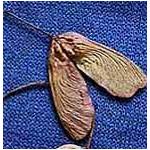 mountain-maple-seed.jpg