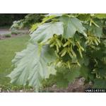 acer-platanoides-var-Cleveland-leaf-seeds-fi.jpg
