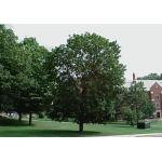1-acer-platanoides.jpg