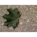 acer-platanoides-leaf.jpg