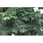 acer-platanoides-leaves.jpg