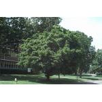 1-Acer-truncatum.jpg