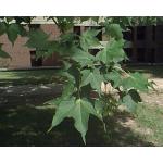 Acer-truncatum-leaves.jpg