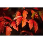 acer_griseum2.jpg