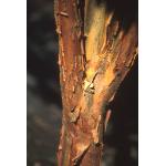 acer_griseum_paperbark-2.jpg