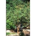 acer_griseum_paperbark.jpg