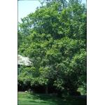 acer_truncatum.jpg