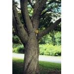 acer_truncatum_trunk.jpg