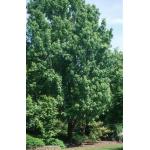 acer_rubrum-columnare.jpg
