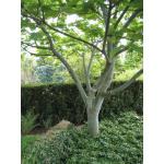 1-acer_rufinerve.jpg