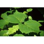 2-acer_rufinerve.jpg