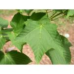 3-acer-rufinerve.jpg