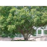 6_Acer_truncatum.jpg