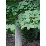 7_Acer_truncatum.jpg