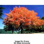 1_silver_maple.jpg