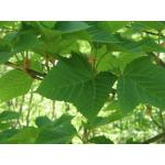 acer_rufinerve_leaves.jpg